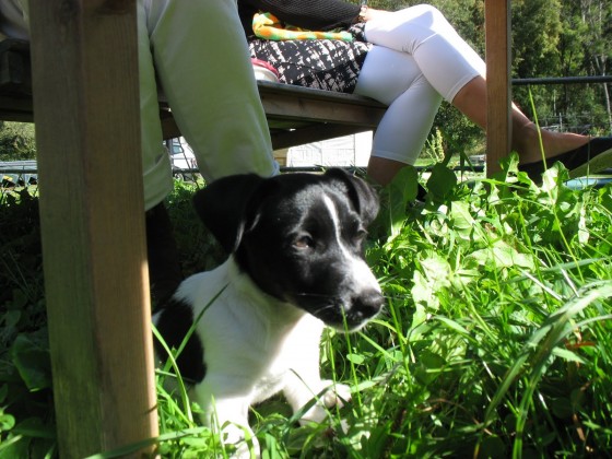 hund
